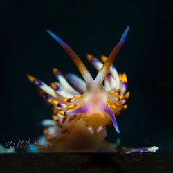 Face to face with Flabellina by Jeffrey Lim 